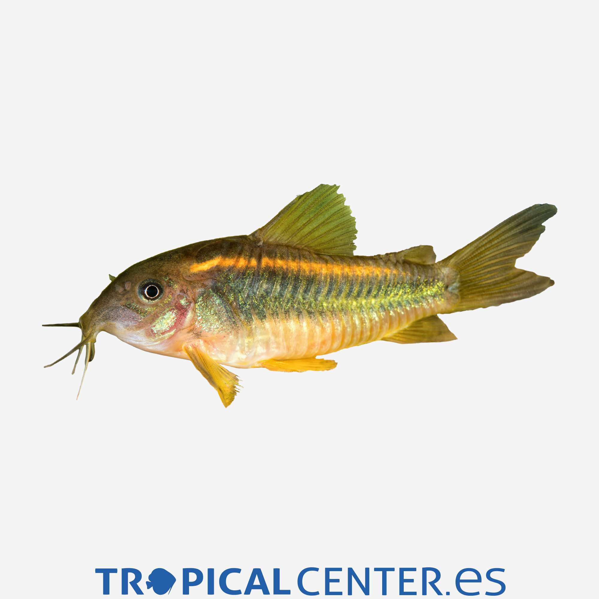 co43-2-coridora-schultzei-hqf_general_3489.jpg co43-2-coridora-schultzei-hqf_general_3489.jpg