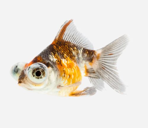 Telescópico Calicó 💎HQF💎