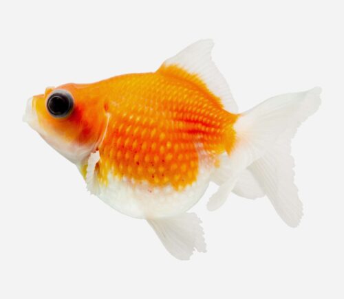 Escama perlada 💎HQF💎