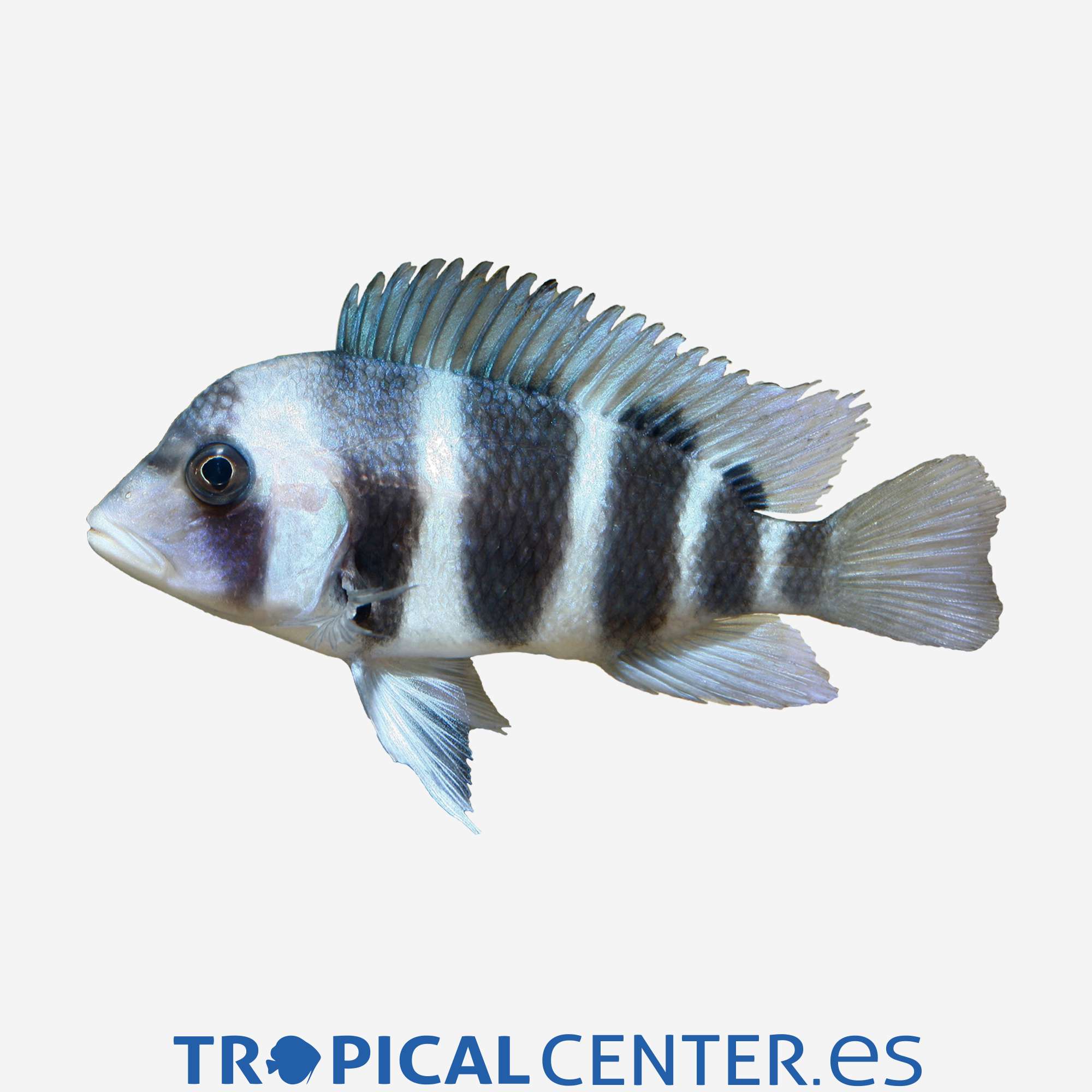 ct10-2-frontosa_general_3553.jpg ct10-2-frontosa_general_3553.jpg