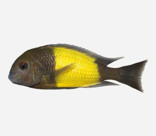 Moori Ikola Banda amarilla