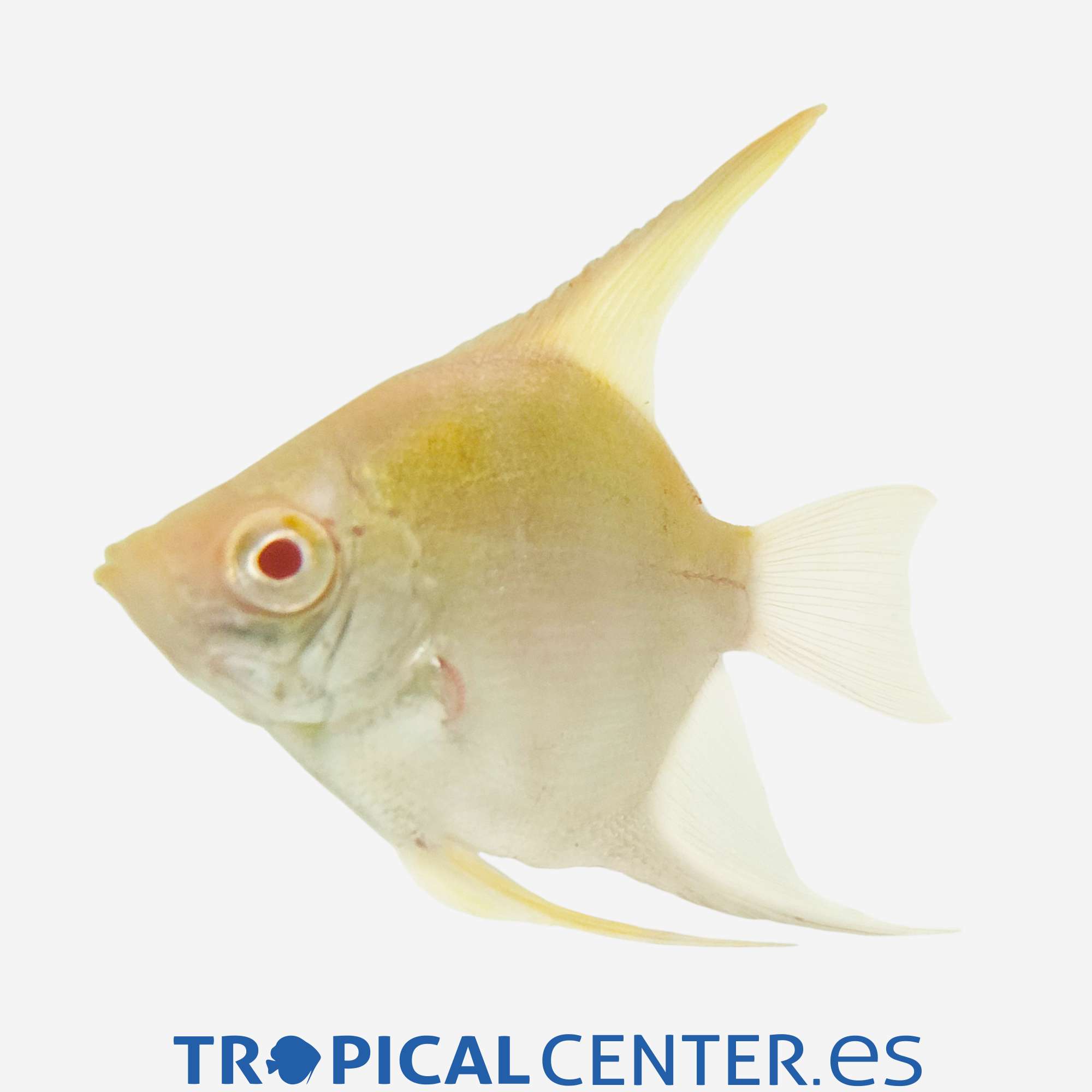 es150-0-escalar-angelicus-oro_general_5595.jpg es150-0-escalar-angelicus-oro_general_5595.jpg