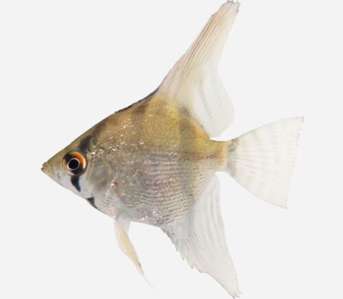 Escalar Plata Amazonas