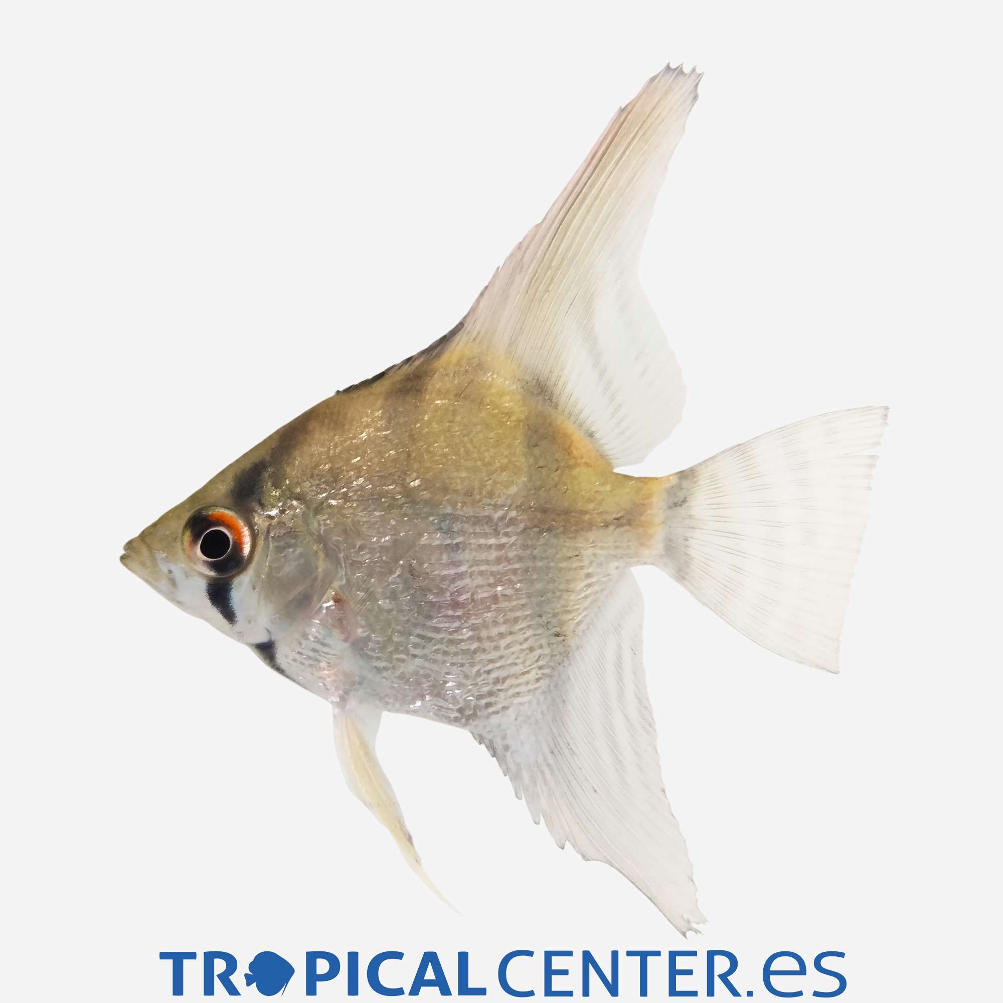 es93-1-escalar-plata-amazonas_general_5395.jpg es93-1-escalar-plata-amazonas_general_5395.jpg