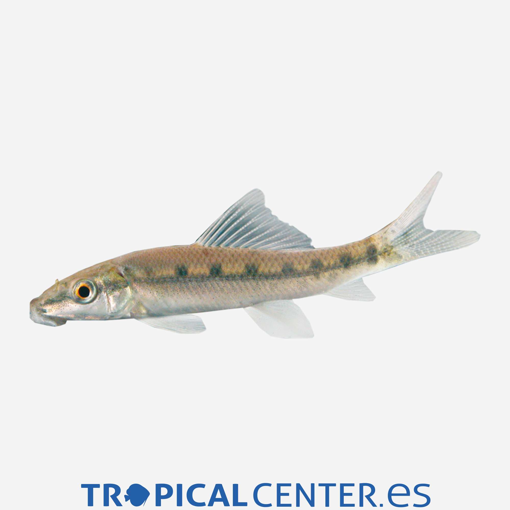 gc07-4-chupa-algas-siames_general_3627.jpg gc07-4-chupa-algas-siames_general_3627.jpg