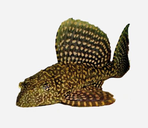 Pleco mariposa L001 Oro