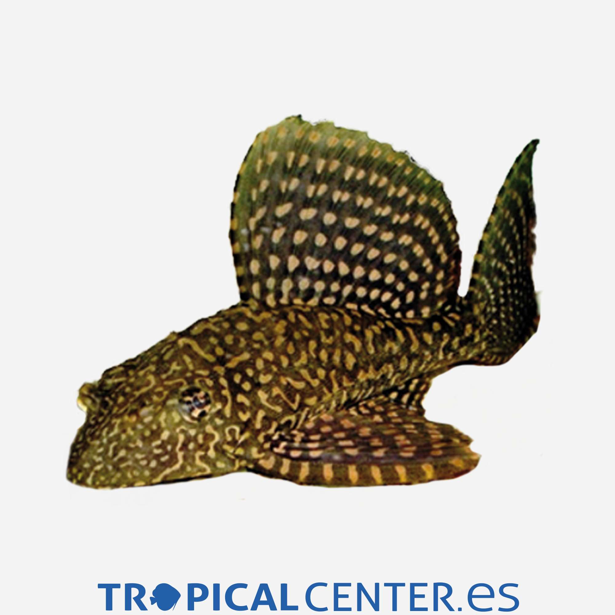 gc89-3-pleco-mariposa-l001-oro_general_4407.jpg gc89-3-pleco-mariposa-l001-oro_general_4407.jpg