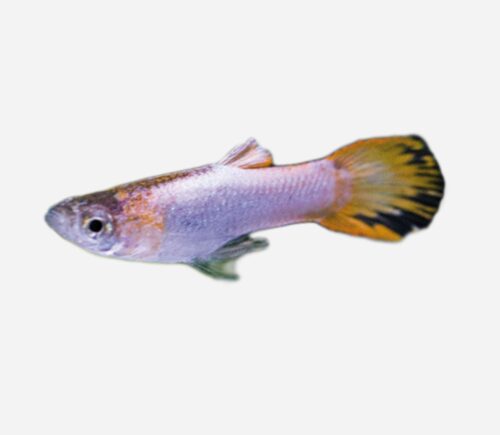 Guppy endler platino (macho)