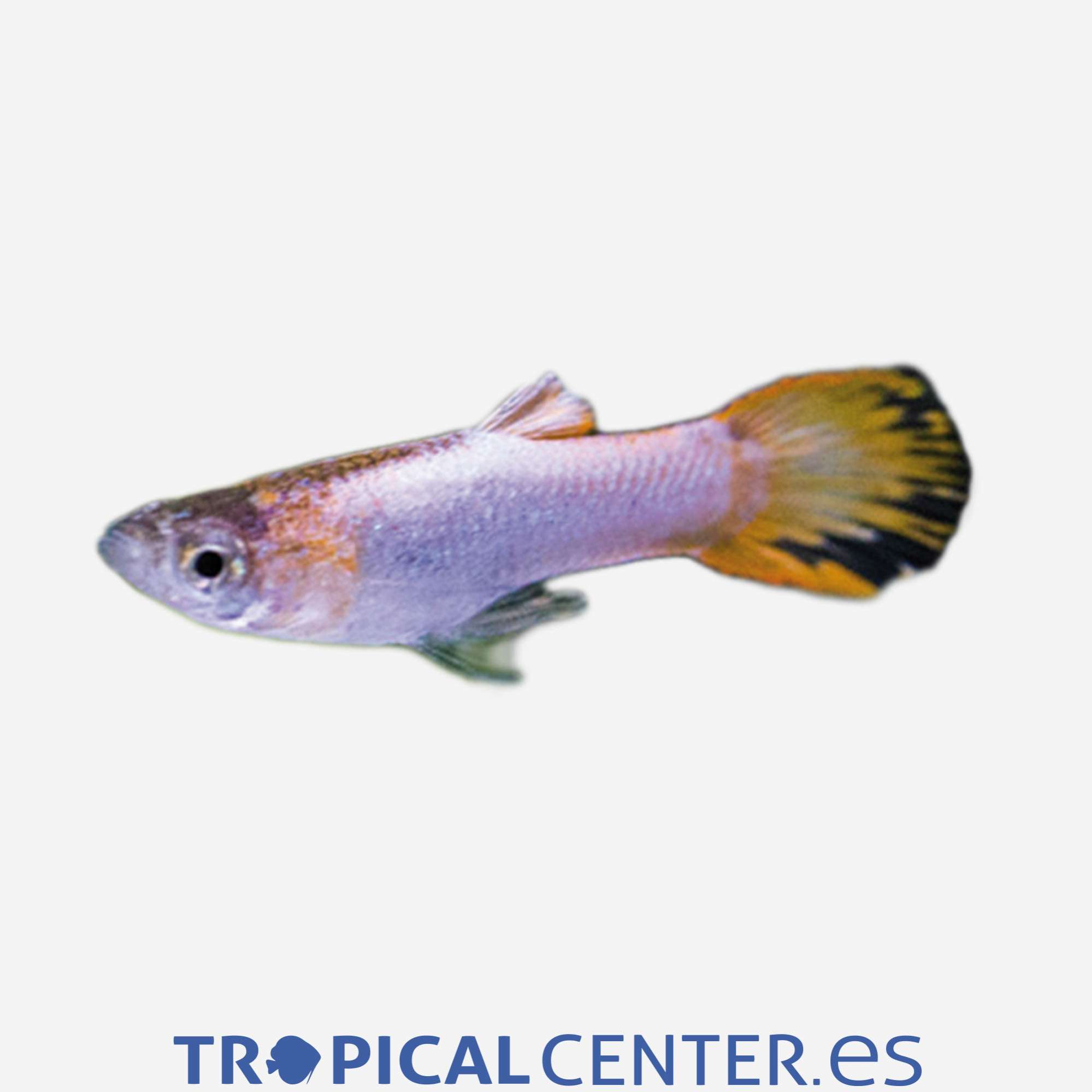 gu314-1-guppy-endler-platino-macho_general_1920.jpg