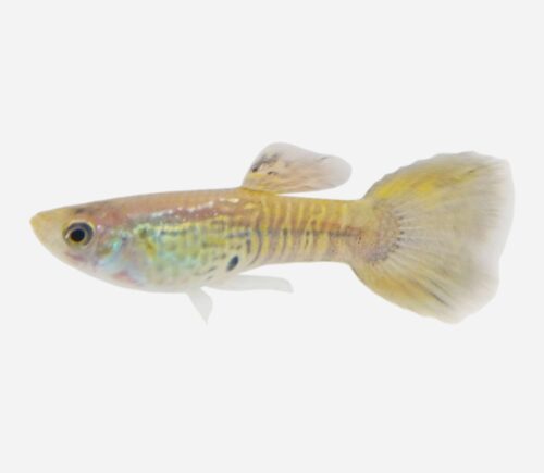 Guppy Cobra negro 💎HQF💎 (macho)