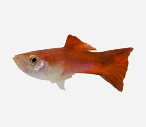 Guppy Rojo chili 💎HQF💎 (macho)