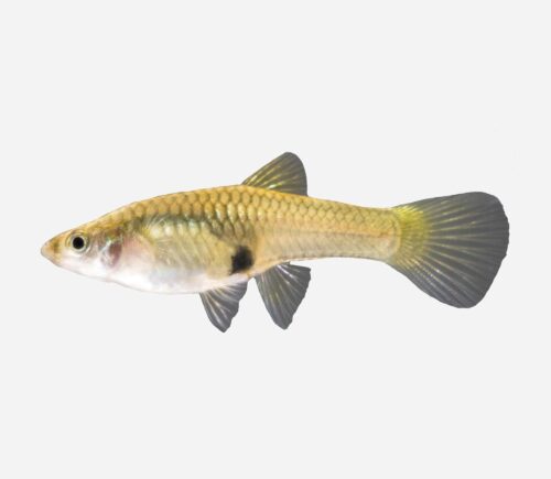 Guppy endler 💎HQF💎 (hembra)