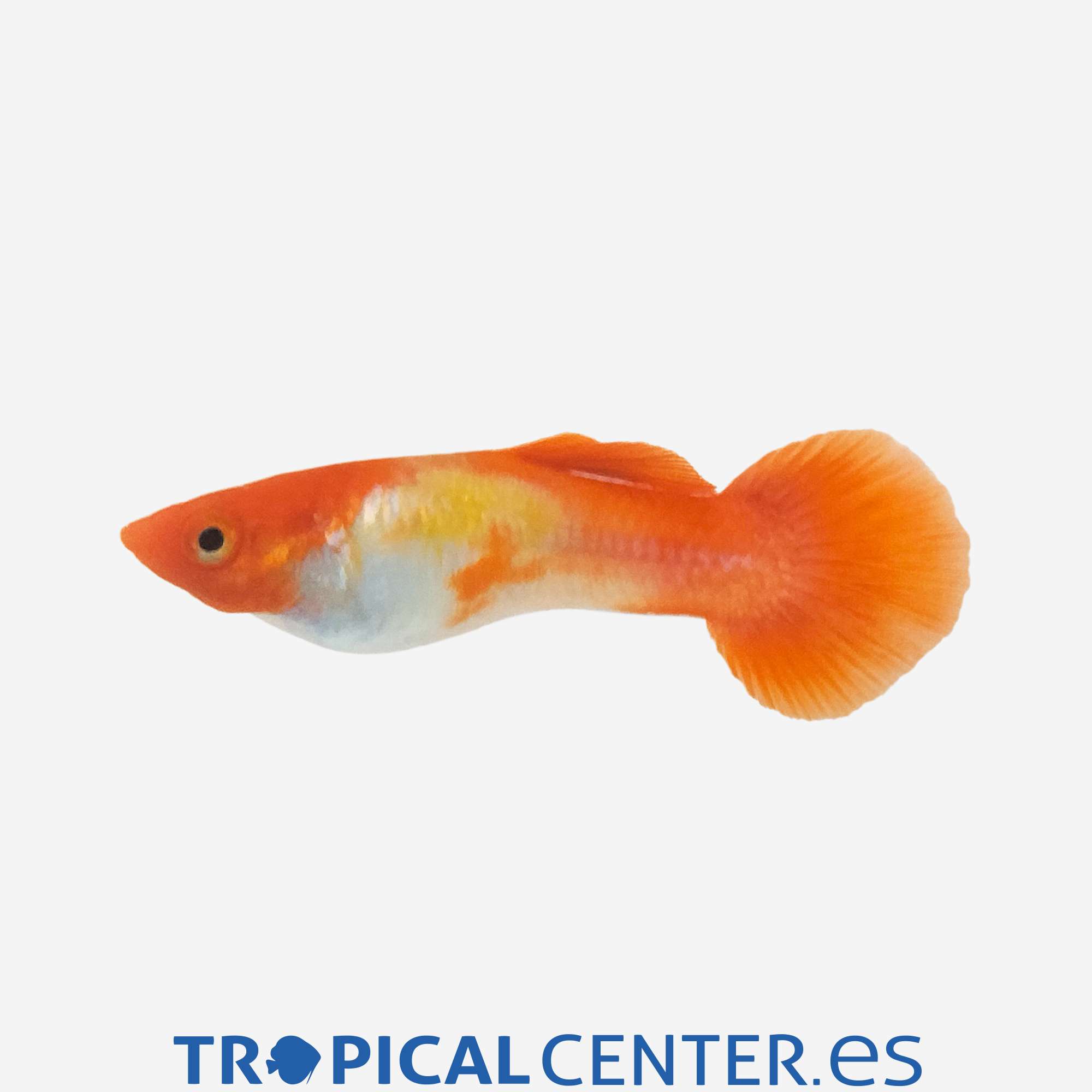 gu432-0-guppy-boina-roja-koi-macho_general_5565.jpg