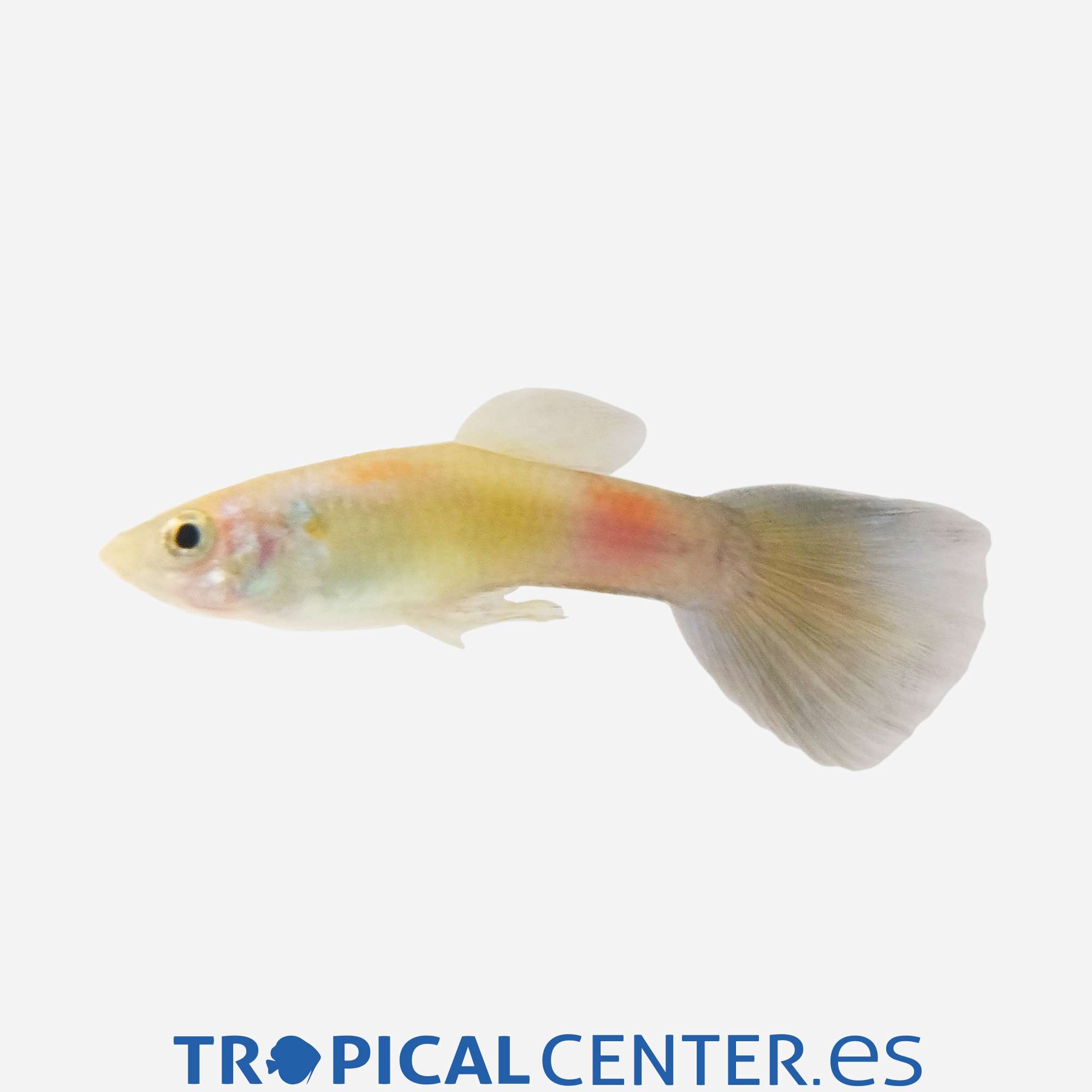 gu437-2-guppy-amarillo-verde-moscu-macho_general_5579.jpg