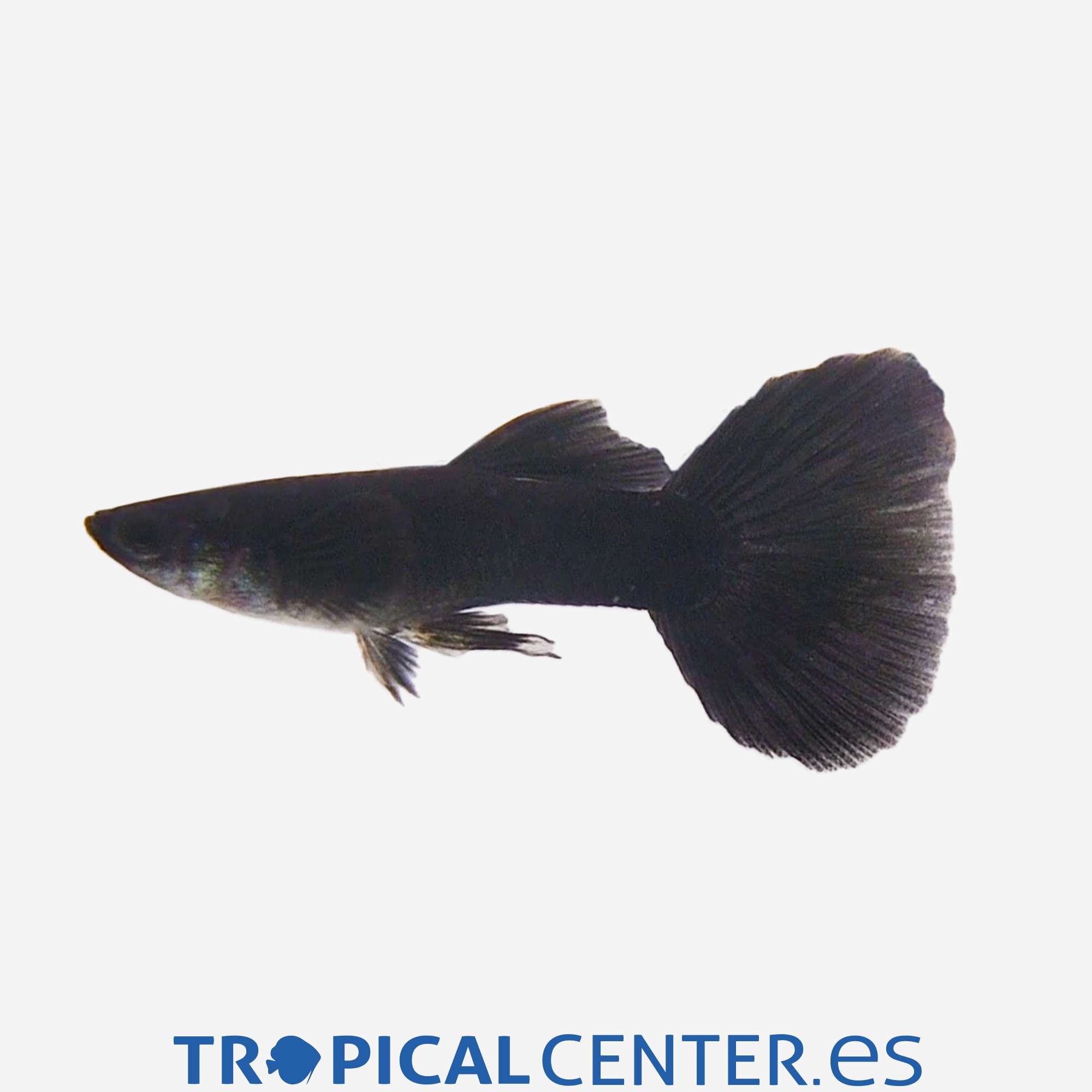 gu440-0-guppy-negro-moscu-macho_general_5606.jpg