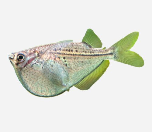 Pez hacha plateada C.C.