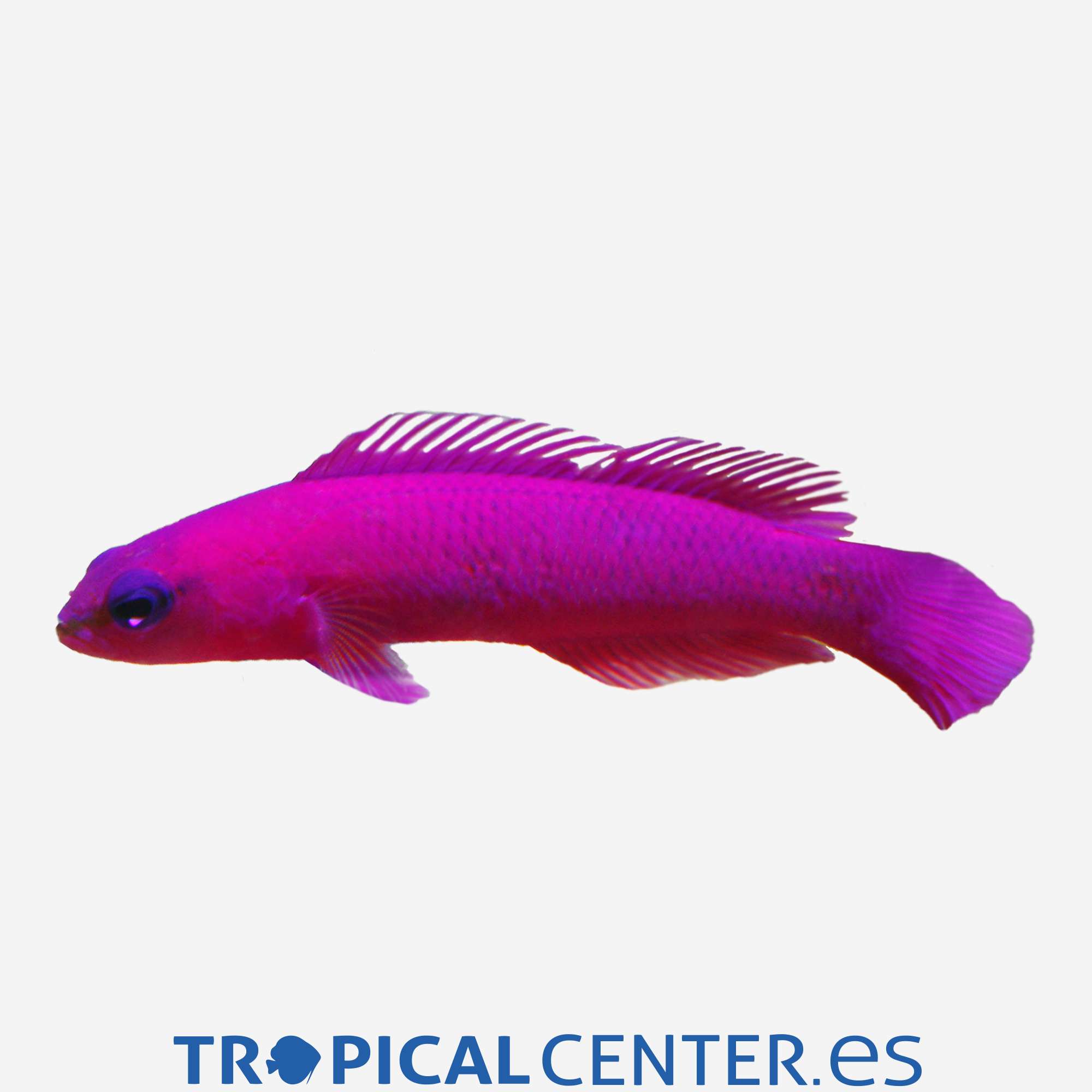 mmi19-6-pseudochromis-fridmani-c-a_general_4702.jpg mmi19-6-pseudochromis-fridmani-c-a_general_4702.jpg