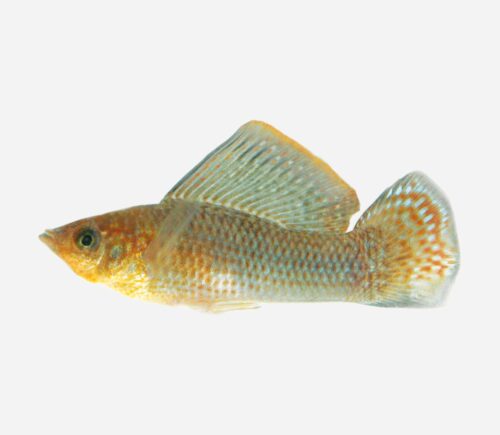 Molly velifera Verde