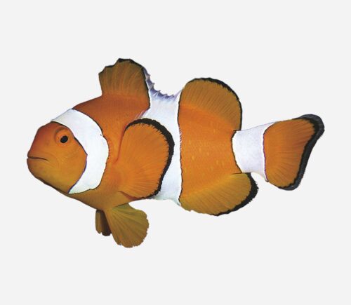 Amphiprion ocellaris (C.A)