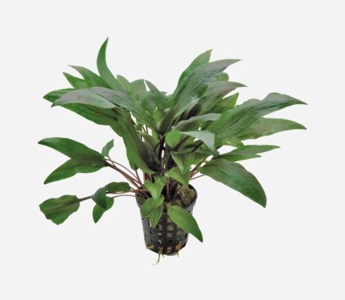 Cryptocoryne undulatus Kasselman