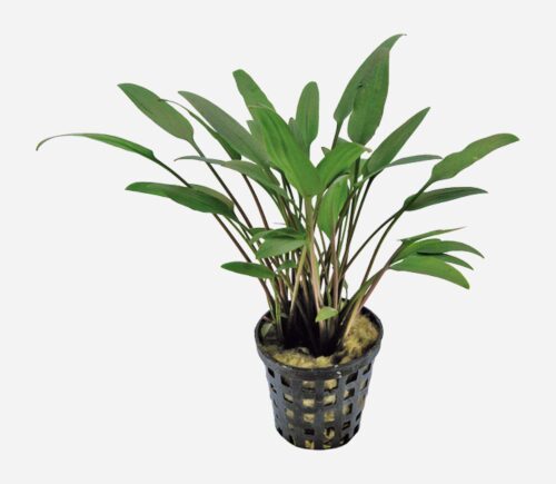 Cryptocoryne nevelli