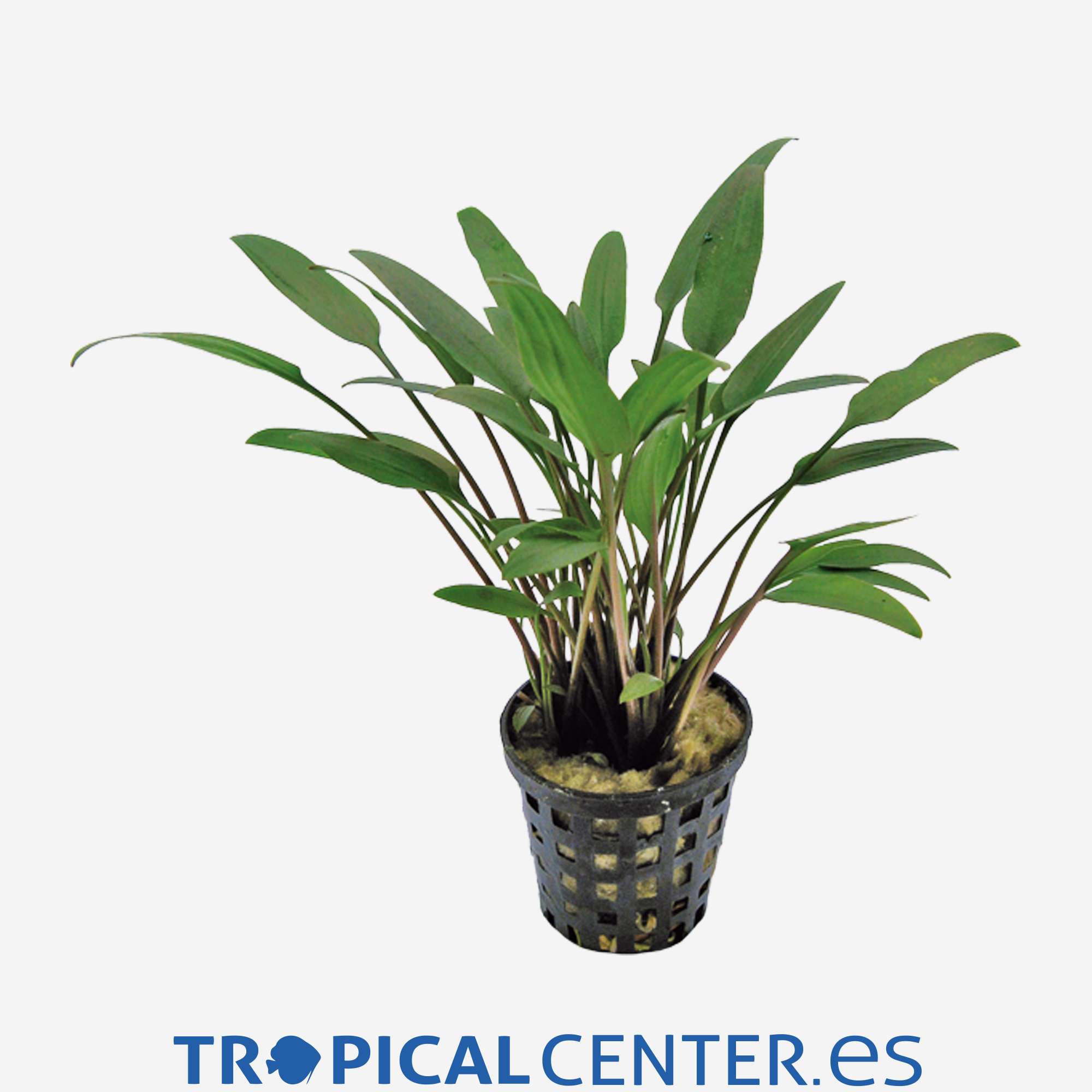 p048-cryptocoryne-nevelli_general_4033.jpg p048-cryptocoryne-nevelli_general_4033.jpg