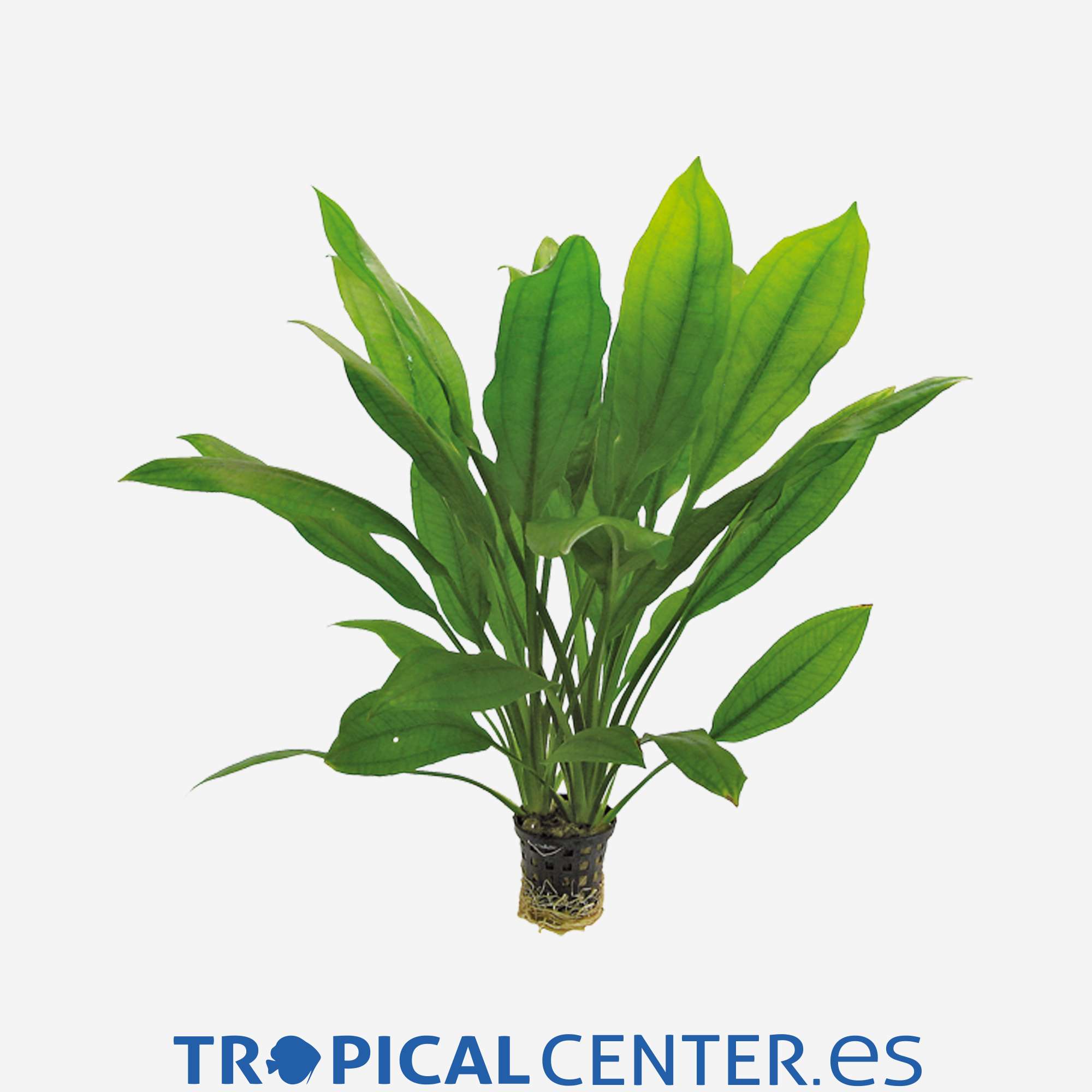 p061-echinodorus-bleheri_general_4039.jpg p061-echinodorus-bleheri_general_4039.jpg