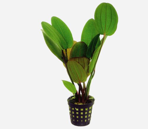 Echinodorus compacta