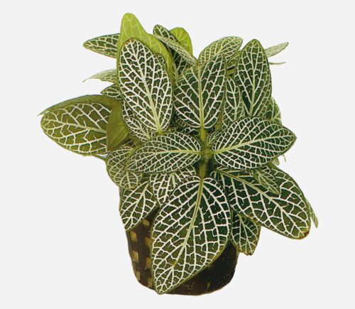 Fittonia verschaffeltii Blanca