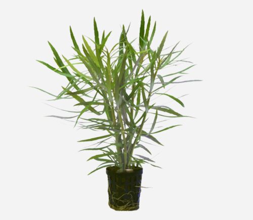 Pogostemom stellatus