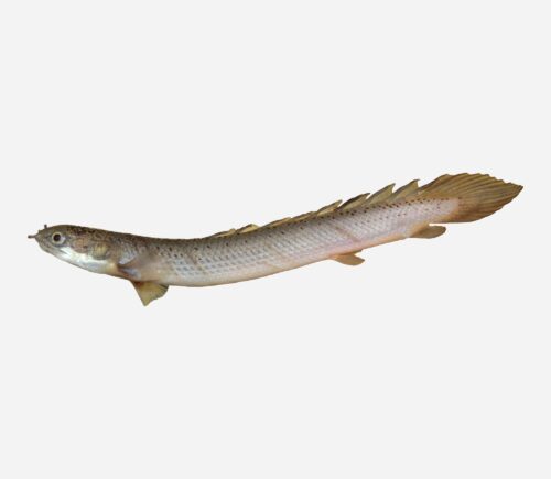 Bichir cuvier