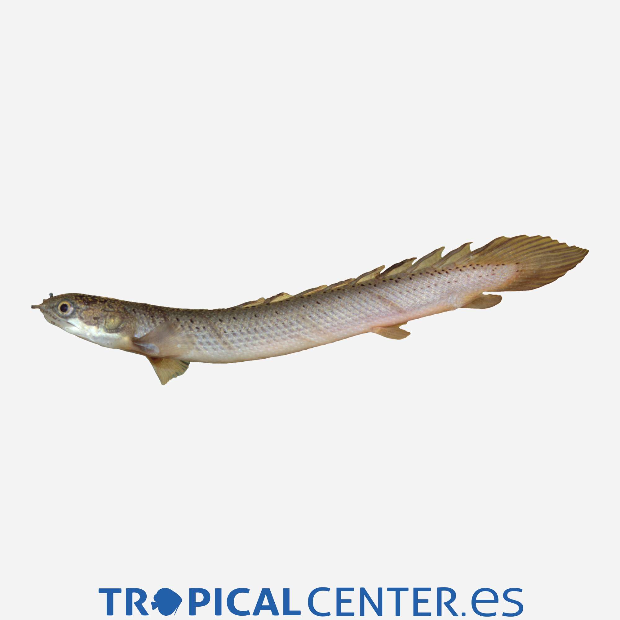 pa02-4-bichir-cuvier_general_4178.jpg pa02-4-bichir-cuvier_general_4178.jpg