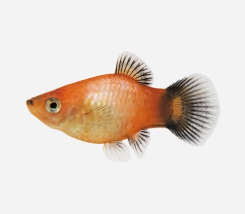 Platy Bandera Alemania