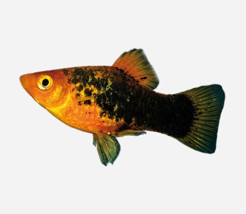 Platy variatus Cálico