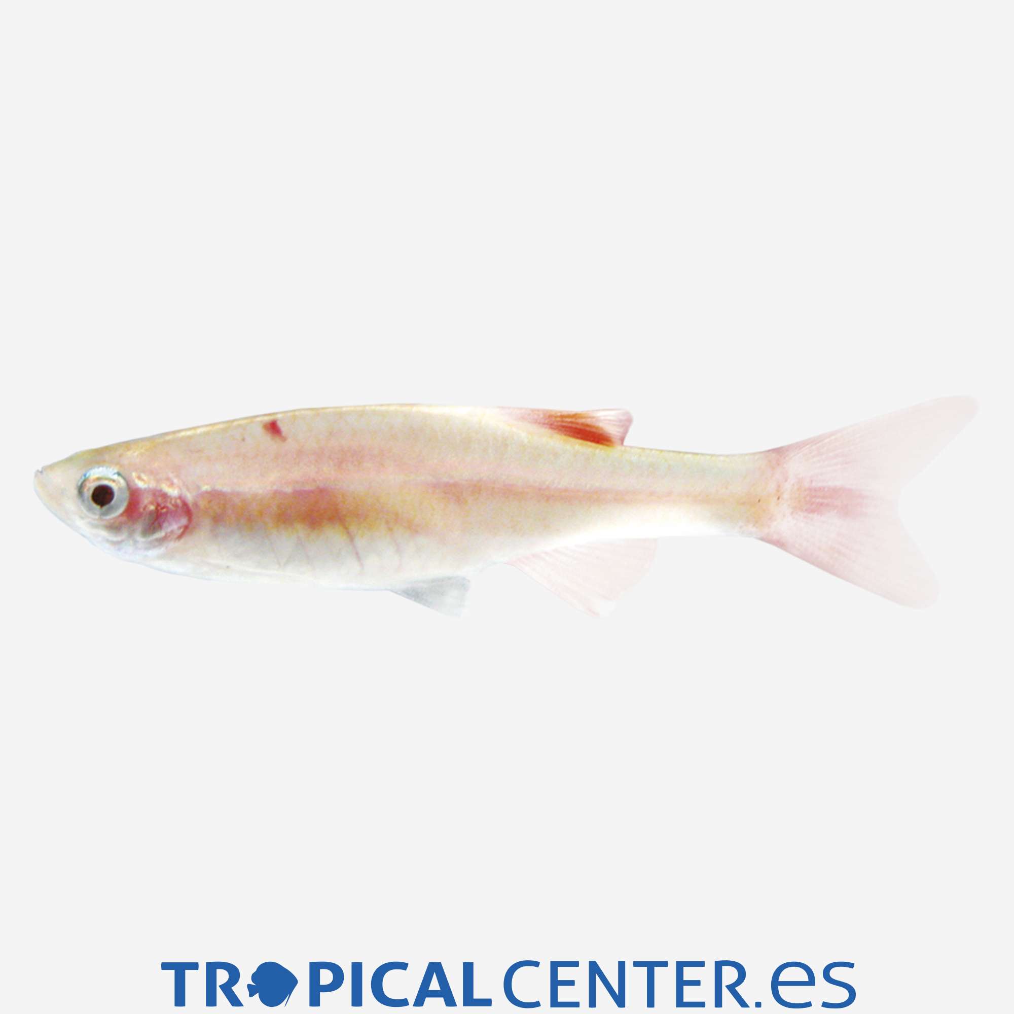 te17-0-neon-chino-dorado_general_4186.jpg te17-0-neon-chino-dorado_general_4186.jpg