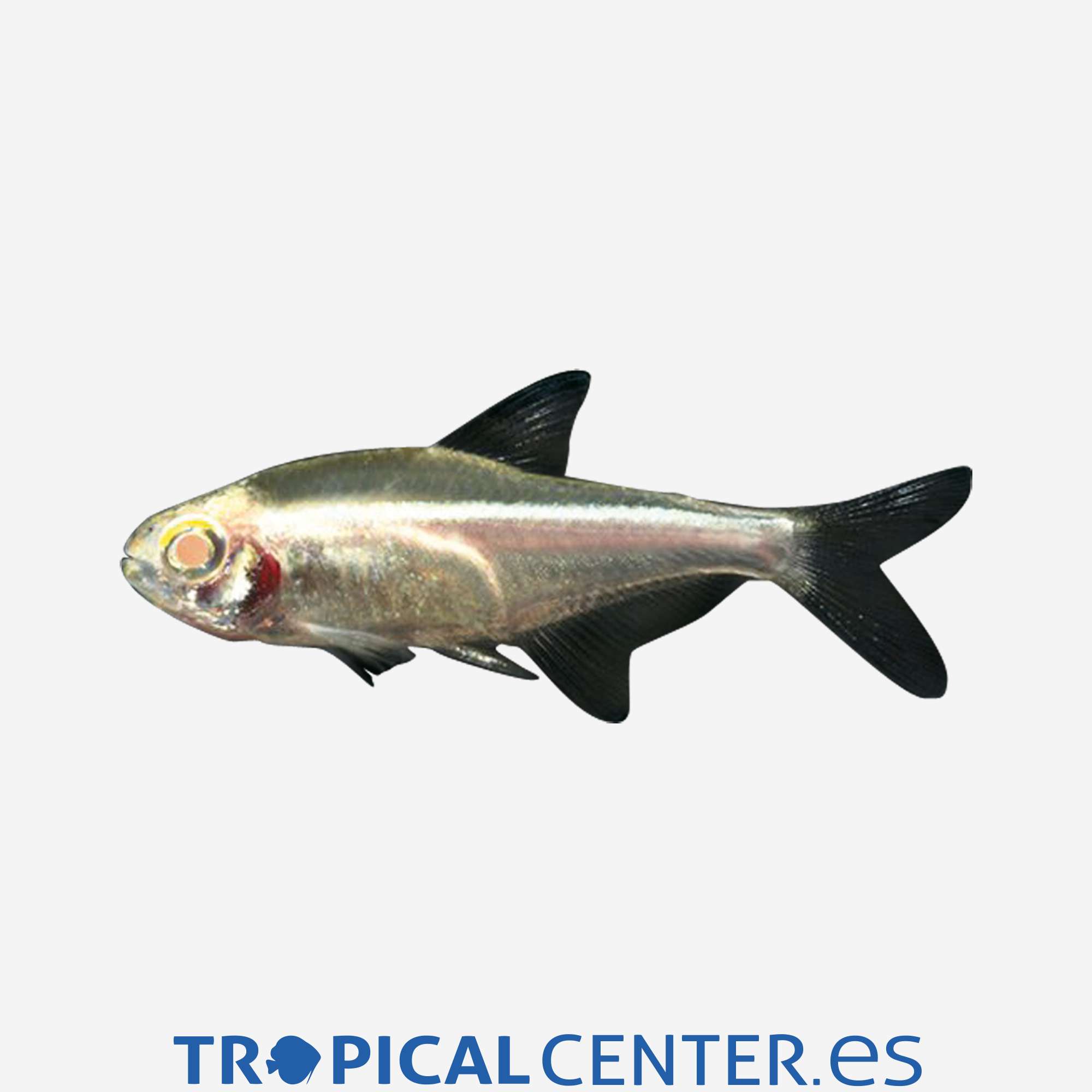 te20-1-neon-negro-albino_general_5154.jpg te20-1-neon-negro-albino_general_5154.jpg