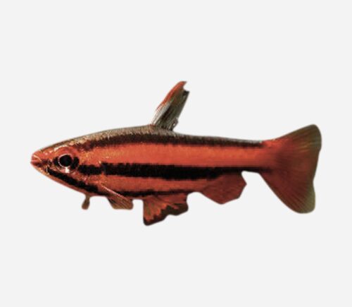 Pez lápiz  Rojo