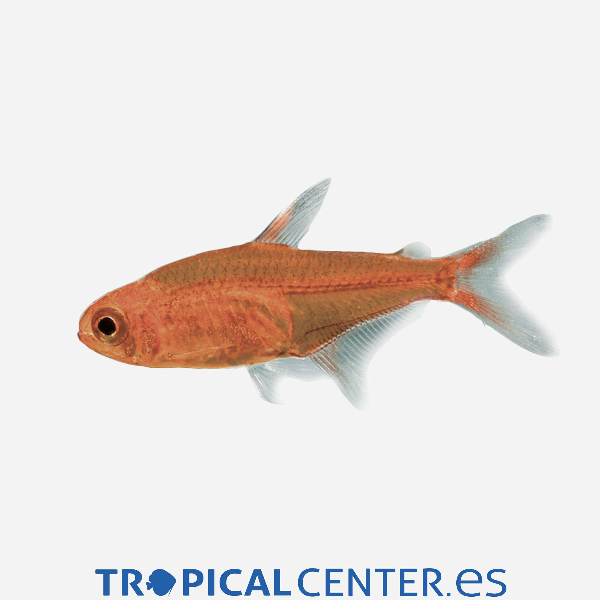 te41-1-tetra-ambar_general_3948.jpg te41-1-tetra-ambar_general_3948.jpg