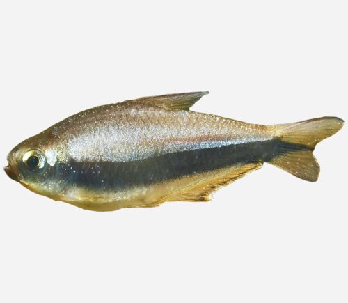 Tetra emperador  Negro