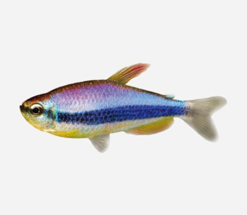 Tetra emperador azul