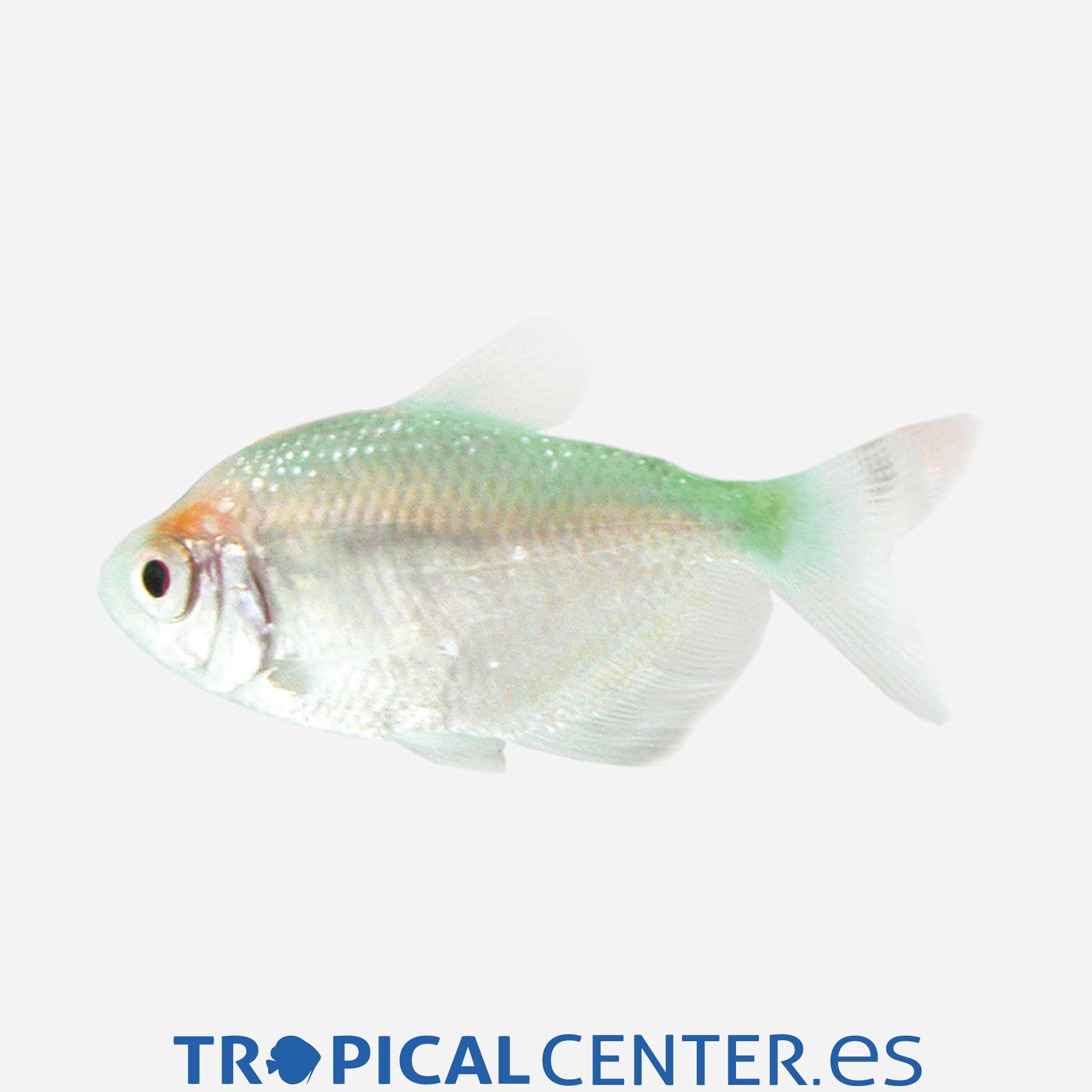 te86-1-monjita-verde_general_3963.jpg te86-1-monjita-verde_general_3963.jpg