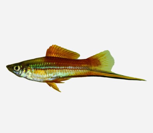 Xipho Verde 💎HQF💎