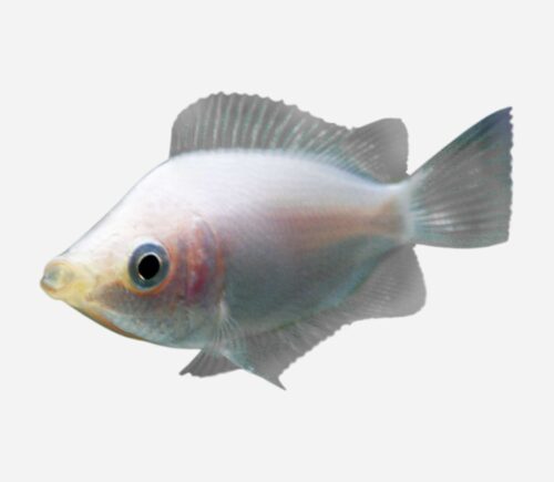 Besucón rosa 💎HQF💎