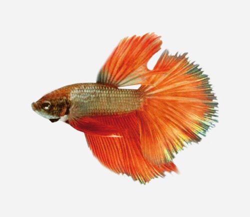 Betta Superdelta Surtido (macho)