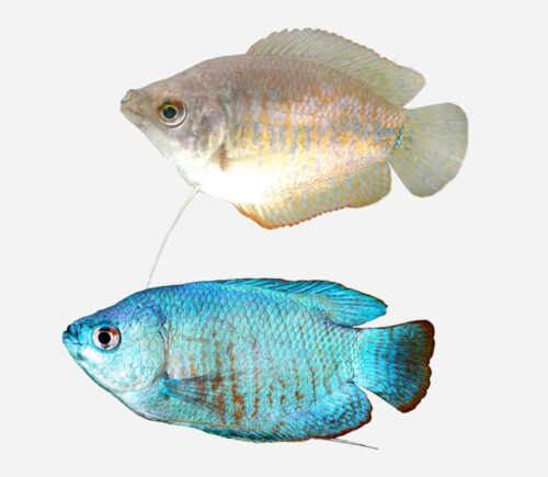 Colisa lalia Pareja Neón azul