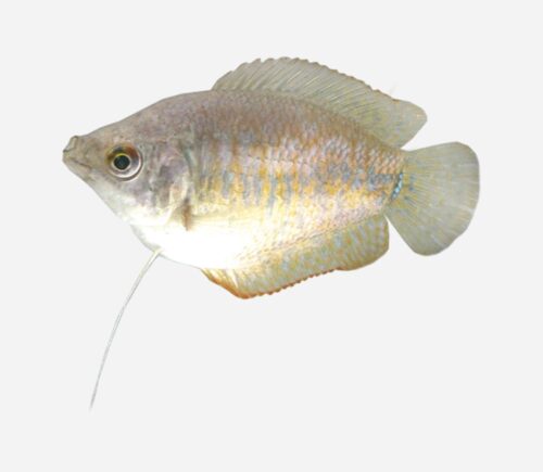 Colisa lalia (hembra)