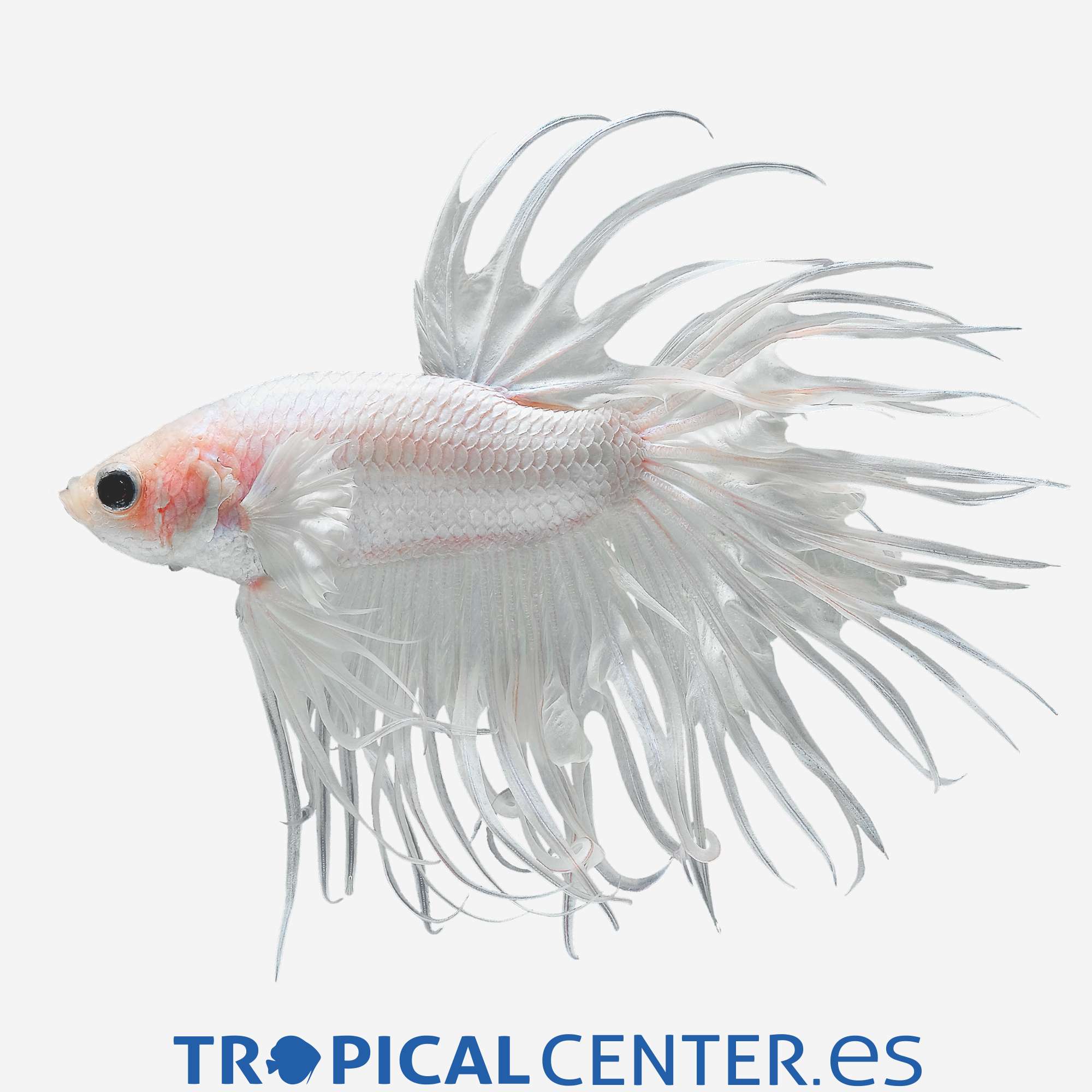 an176-2-betta-corona-surtido-hqf-macho_general_5127.jpg an176-2-betta-corona-surtido-hqf-macho_general_5127.jpg