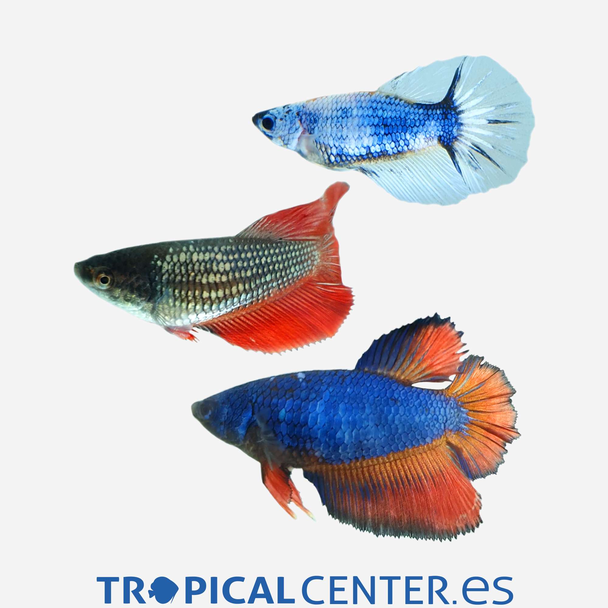 an201-0-betta-halfmoon-dragon-surtido-hembra_general_4080.jpg an201-0-betta-halfmoon-dragon-surtido-hembra_general_4080.jpg