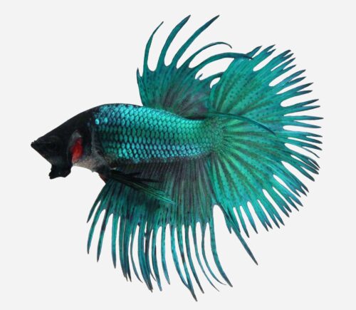 Betta Corona Verde (macho)