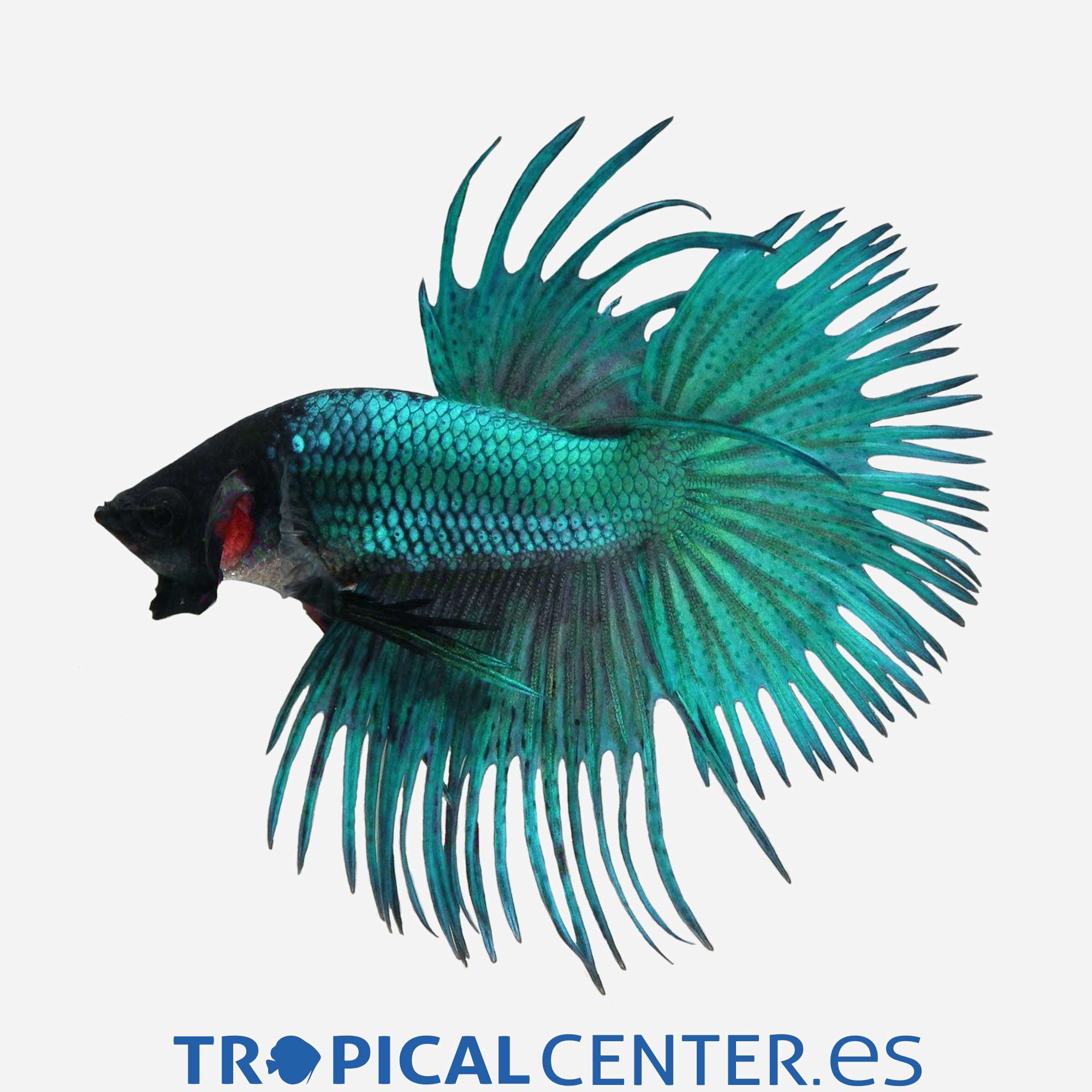 an230-0-betta-corona-verde-macho_general_3321.jpg an230-0-betta-corona-verde-macho_general_3321.jpg